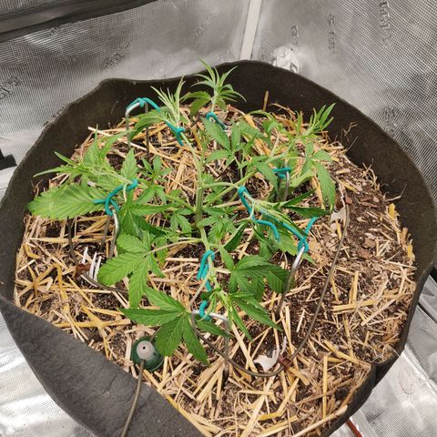 Double Grape - BR growlog timeline photo
