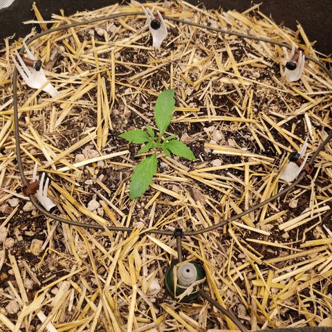 ManBearAlienPig - BL growlog timeline photo