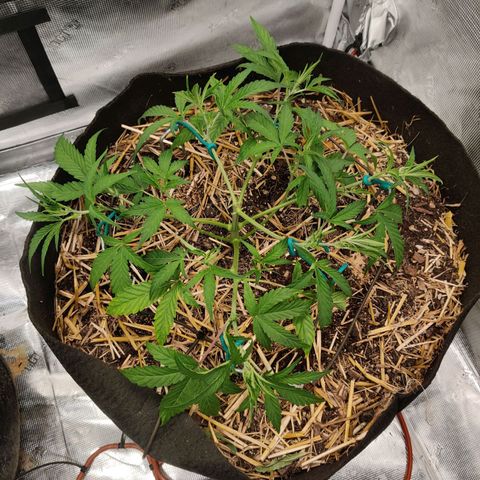 Double Grape - BR growlog timeline photo