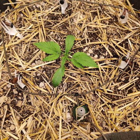 ManBearAlienPig - BL growlog timeline photo