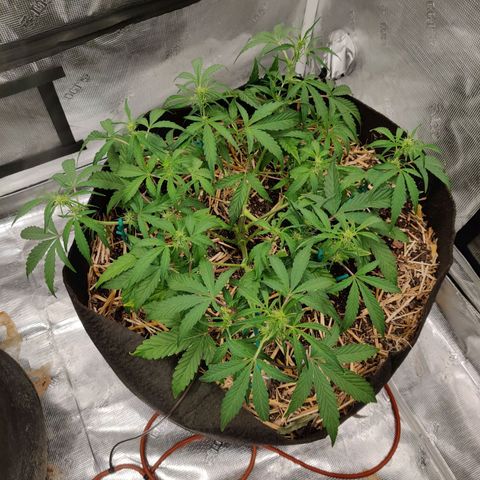 Double Grape - BR growlog timeline photo