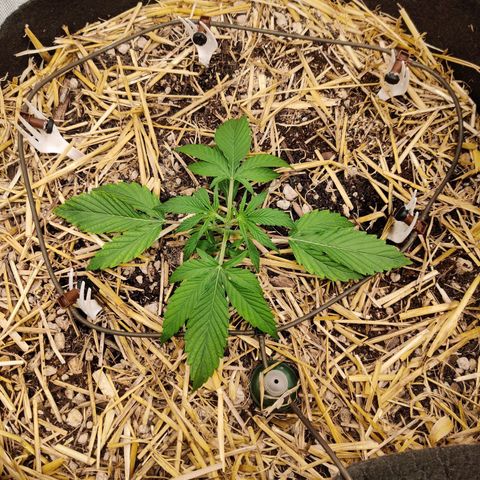 ManBearAlienPig - BL growlog timeline photo