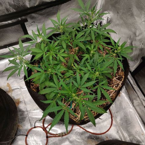 Double Grape - BR growlog timeline photo