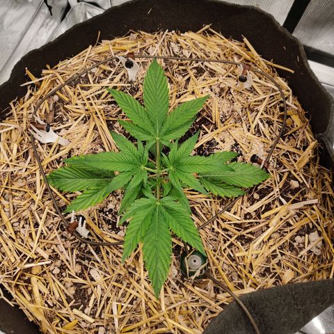 ManBearAlienPig - BL growlog timeline photo