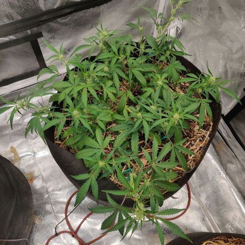Double Grape - BR growlog timeline photo