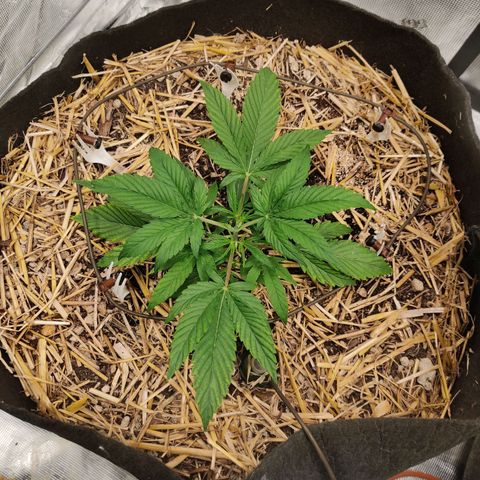ManBearAlienPig - BL growlog timeline photo