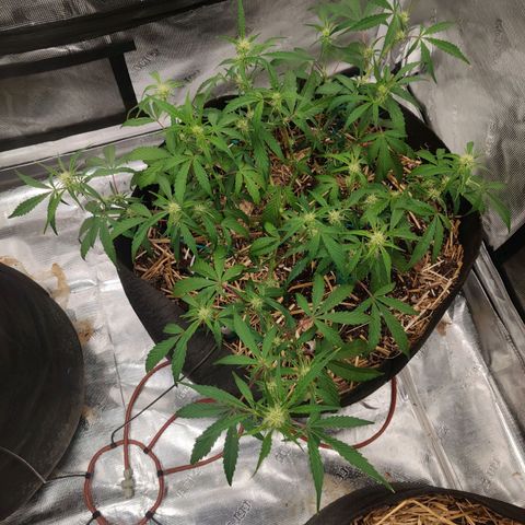 Double Grape - BR growlog timeline photo