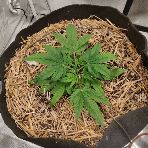 ManBearAlienPig - BL growlog timeline photo