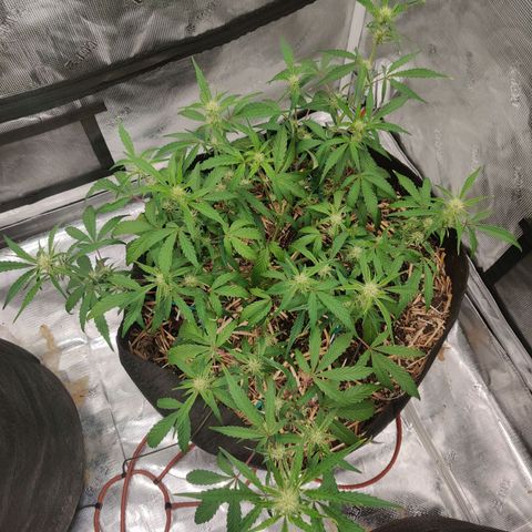 Double Grape - BR growlog timeline photo