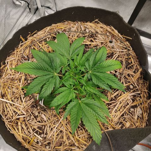 ManBearAlienPig - BL growlog timeline photo