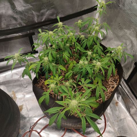 Double Grape - BR growlog timeline photo