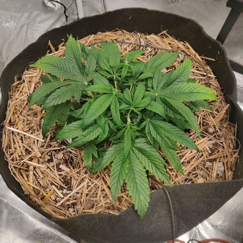 ManBearAlienPig - BL growlog timeline photo
