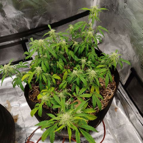 Double Grape - BR growlog timeline photo