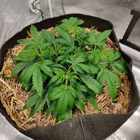 ManBearAlienPig - BL growlog timeline photo