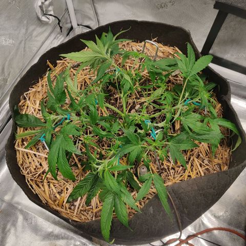 ManBearAlienPig - BL growlog timeline photo