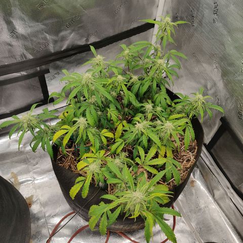 Double Grape - BR growlog timeline photo