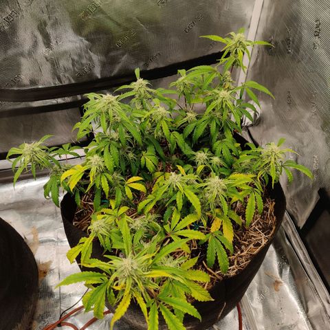 Double Grape - BR growlog timeline photo