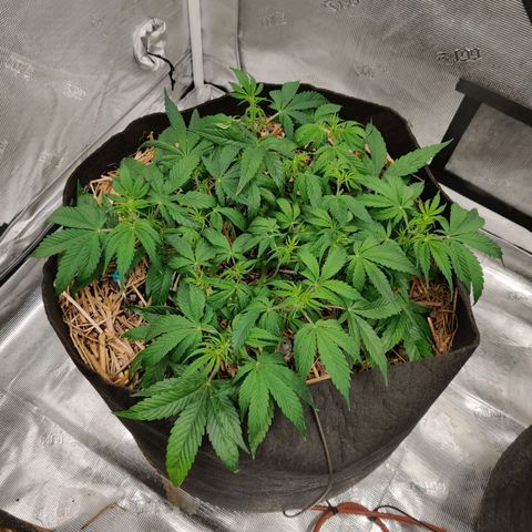 ManBearAlienPig - BL growlog timeline photo