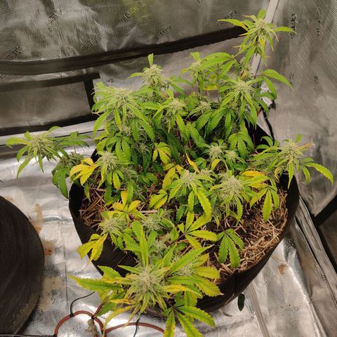 Double Grape - BR growlog timeline photo