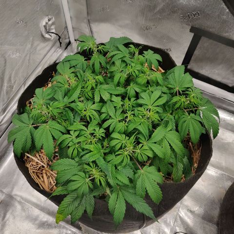 ManBearAlienPig - BL growlog timeline photo