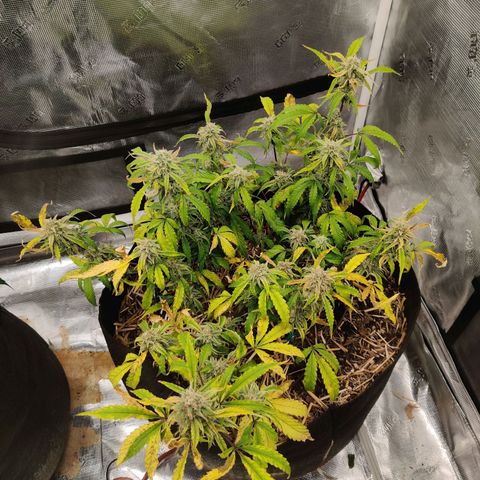 Double Grape - BR growlog timeline photo