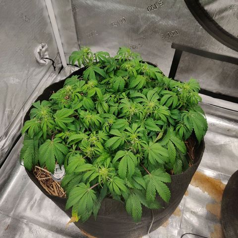 ManBearAlienPig - BL growlog timeline photo