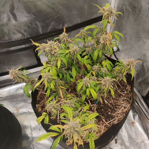 Double Grape - BR growlog timeline photo