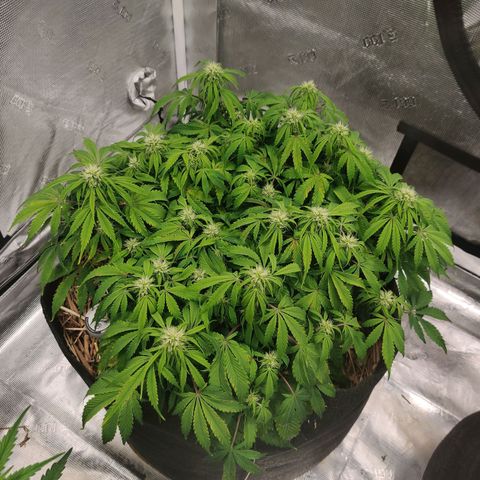 ManBearAlienPig - BL growlog timeline photo