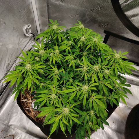 ManBearAlienPig - BL growlog timeline photo
