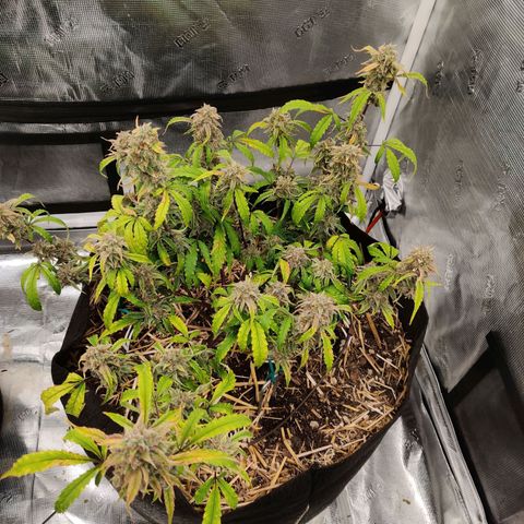 Double Grape - BR growlog timeline photo