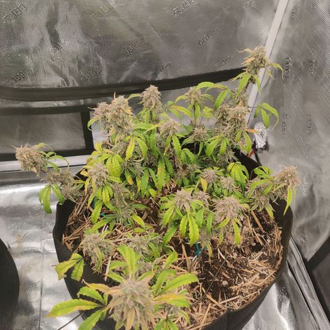 Double Grape - BR growlog timeline photo
