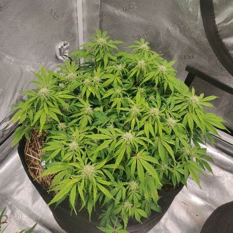 ManBearAlienPig - BL growlog timeline photo