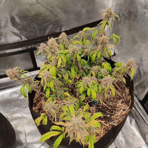 Double Grape - BR growlog timeline photo