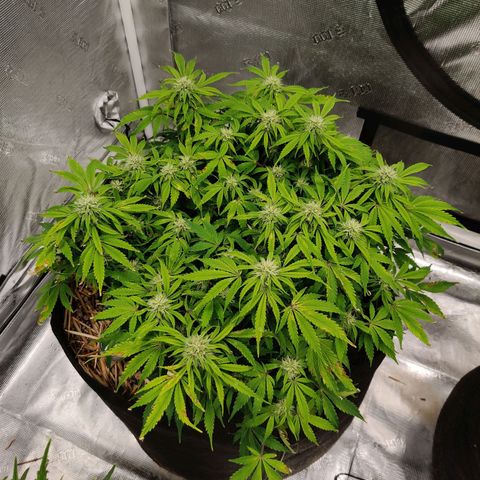 ManBearAlienPig - BL growlog timeline photo