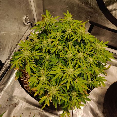 ManBearAlienPig - BL growlog timeline photo