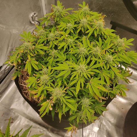 ManBearAlienPig - BL growlog timeline photo