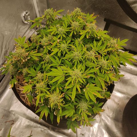 ManBearAlienPig - BL growlog timeline photo
