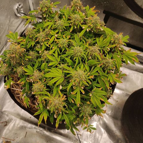 ManBearAlienPig - BL growlog timeline photo