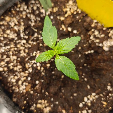 Pink Rozay Automatic growlog timeline photo