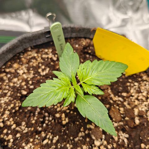 Pink Rozay Automatic growlog photo: DLI set to 30