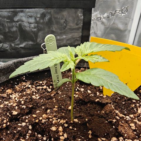 Pink Rozay Automatic growlog photo: DLI set to 30