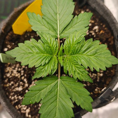Pink Rozay Automatic growlog timeline photo