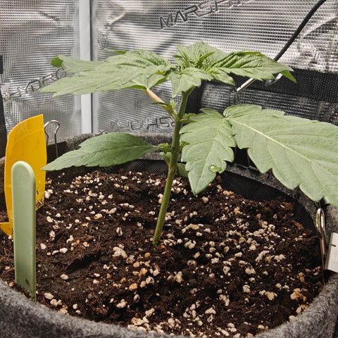 Pink Rozay Automatic growlog timeline photo