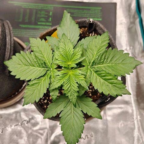 Pink Rozay Automatic growlog timeline photo