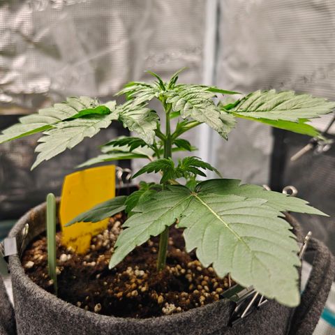 Pink Rozay Automatic growlog timeline photo