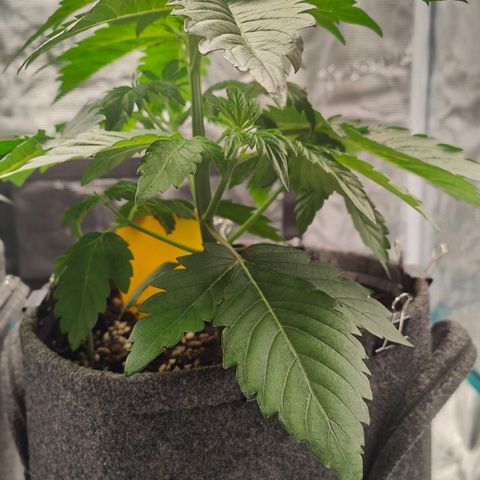 Pink Rozay Automatic growlog timeline photo