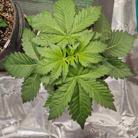 Pink Rozay Automatic growlog timeline photo
