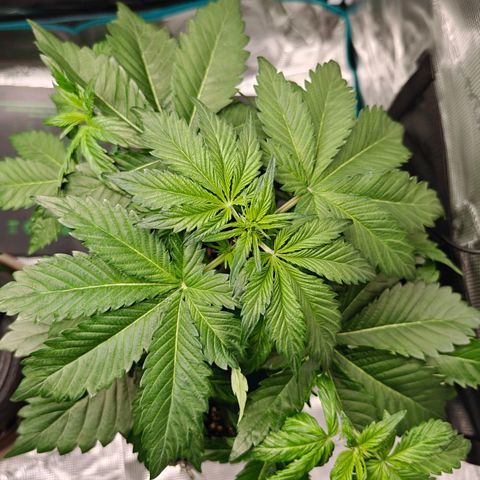 Pink Rozay Automatic growlog timeline photo