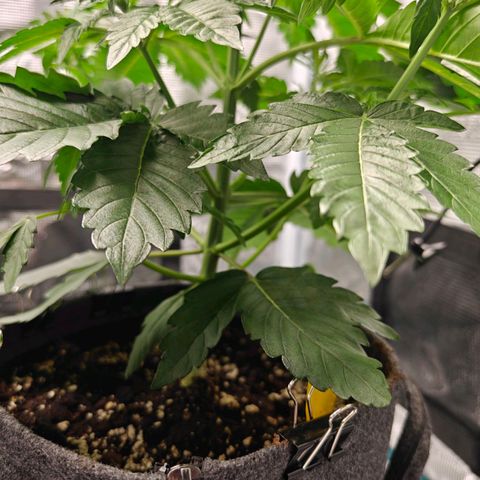 Pink Rozay Automatic growlog timeline photo