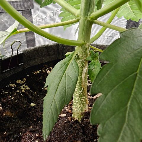 Pink Rozay Automatic growlog timeline photo